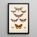 Insecta Lepidoptera Heterocera Pl 068 - Frederick DuCane Godman — quadro incorniciato alla parete