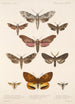 Insecta Lepidoptera Heterocera Pl 068 - Frederick DuCane Godman — vista dell’opera