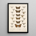Insecta Lepidoptera Heterocera Pl 069 - Frederick DuCane Godman — quadro incorniciato alla parete