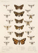 Insecta Lepidoptera Heterocera Pl 069 - Frederick DuCane Godman — vista dell’opera