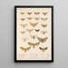 Insecta Lepidoptera Heterocera Pl 074 - Frederick DuCane Godman — quadro incorniciato alla parete