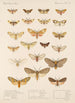 Insecta Lepidoptera Heterocera Pl 074 - Frederick DuCane Godman — vista dell’opera