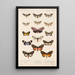 Insecta Lepidoptera Heterocera Pl 076 - Frederick DuCane Godman — quadro incorniciato alla parete