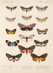 Insecta Lepidoptera Heterocera Pl 076 - Frederick DuCane Godman — vista dell’opera