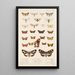 Insecta Lepidoptera Heterocera Pl 077 - Frederick DuCane Godman — quadro incorniciato alla parete
