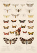 Insecta Lepidoptera Heterocera Pl 077 - Frederick DuCane Godman — vista dell’opera
