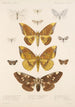 Insecta Lepidoptera Heterocera Pl 079 - Frederick DuCane Godman — vista dell’opera