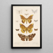 Insecta Lepidoptera Heterocera Pl 079 - Frederick DuCane Godman — quadro incorniciato alla parete