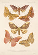 Insecta Lepidoptera Heterocera Pl 080 - Frederick DuCane Godman — vista dell’opera