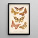 Insecta Lepidoptera Heterocera Pl 080 - Frederick DuCane Godman — quadro incorniciato alla parete