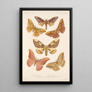 Frederick DuCane Godman - Insecta LepidopteraHeterocera Pl 080.webp