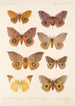 Insecta Lepidoptera Heterocera Pl 081 - Frederick DuCane Godman — vista dell’opera