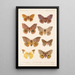 Insecta Lepidoptera Heterocera Pl 081 - Frederick DuCane Godman — quadro incorniciato alla parete