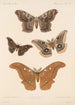 Insecta Lepidoptera Heterocera Pl 083 - Frederick DuCane Godman — vista dell’opera