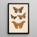 Insecta Lepidoptera Heterocera Pl 083 - Frederick DuCane Godman — quadro incorniciato alla parete