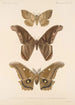 Insecta Lepidoptera Heterocera Pl 084 - Frederick DuCane Godman — vista dell’opera