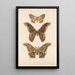 Insecta Lepidoptera Heterocera Pl 084 - Frederick DuCane Godman — quadro incorniciato alla parete