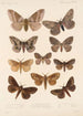 Insecta Lepidoptera Heterocera Pl 085 - Frederick DuCane Godman — vista dell’opera