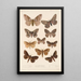 Insecta Lepidoptera Heterocera Pl 085 - Frederick DuCane Godman — quadro incorniciato alla parete