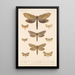 Insecta Lepidoptera Heterocera Pl 089 - Frederick DuCane Godman — quadro incorniciato alla parete