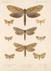 Insecta Lepidoptera Heterocera Pl 089 - Frederick DuCane Godman — vista dell’opera