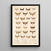 Insecta Lepidoptera Heterocera Pl 090 - Frederick DuCane Godman — quadro incorniciato alla parete