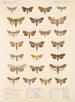Insecta Lepidoptera Heterocera Pl 090 - Frederick DuCane Godman — vista dell’opera