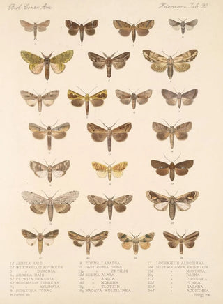 Frederick DuCane Godman - Insecta LepidopteraHeterocera Pl 090.webp