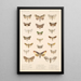 Insecta Lepidoptera Heterocera Pl 091 - Frederick DuCane Godman — quadro incorniciato alla parete