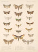 Insecta Lepidoptera Heterocera Pl 091 - Frederick DuCane Godman — vista dell’opera