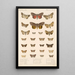 Insecta Lepidoptera Heterocera Pl 097 - Frederick DuCane Godman — quadro incorniciato alla parete
