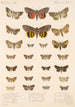 Insecta Lepidoptera Heterocera Pl 097 - Frederick DuCane Godman — vista dell’opera