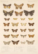 Insecta Lepidoptera Heterocera Pl 098 - Frederick DuCane Godman — vista dell’opera