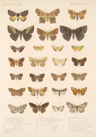 Frederick DuCane Godman - Insecta LepidopteraHeterocera Pl 098.webp