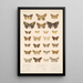 Insecta Lepidoptera Heterocera Pl 098 - Frederick DuCane Godman — quadro incorniciato alla parete