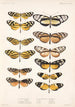 Insecta Lepidoptera Rhopalocera Pl 001 - Frederick DuCane Godman — vista dell’opera