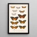 Insecta Lepidoptera Rhopalocera Pl 002 - Frederick DuCane Godman — quadro incorniciato alla parete