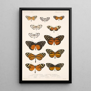 Frederick DuCane Godman - Insecta LepidopteraRhopalocera Pl 002.webp