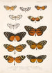Insecta Lepidoptera Rhopalocera Pl 002 - Frederick DuCane Godman — vista dell’opera