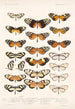Insecta Lepidoptera Rhopalocera Pl 003 - Frederick DuCane Godman — vista dell’opera