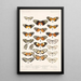 Insecta Lepidoptera Rhopalocera Pl 003 - Frederick DuCane Godman — quadro incorniciato alla parete