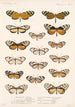 Insecta Lepidoptera Rhopalocera Pl 004 - Frederick DuCane Godman — vista dell’opera