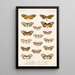 Insecta Lepidoptera Rhopalocera Pl 004 - Frederick DuCane Godman — quadro incorniciato alla parete