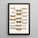 Insecta Lepidoptera Rhopalocera Pl 005 - Frederick DuCane Godman — quadro incorniciato alla parete