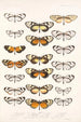 Insecta Lepidoptera Rhopalocera Pl 005 - Frederick DuCane Godman — vista dell’opera