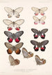 Insecta Lepidoptera Rhopalocera Pl 006 - Frederick DuCane Godman — vista dell’opera