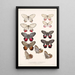 Insecta Lepidoptera Rhopalocera Pl 006 - Frederick DuCane Godman — quadro incorniciato alla parete