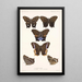 Insecta Lepidoptera Rhopalocera Pl 007 - Frederick DuCane Godman — quadro incorniciato alla parete