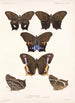 Insecta Lepidoptera Rhopalocera Pl 007 - Frederick DuCane Godman — vista dell’opera