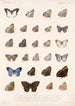Insecta Lepidoptera Rhopalocera Pl 008 - Frederick DuCane Godman — vista dell’opera